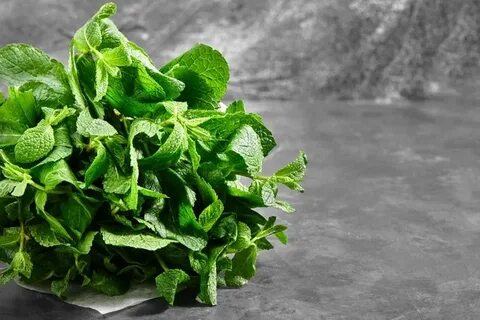 تصویر 5 از قیمت نعناع خشک + فروش ویژه